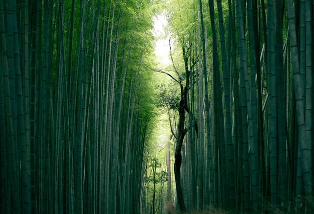 Der Bambuswald in Arashiyama