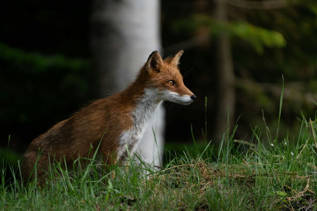 Rotfuchs, Hokkaido