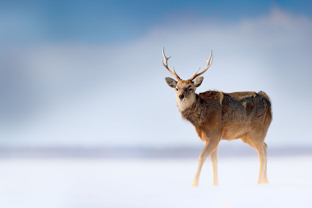 Wilde Hirsche im Shiretoko-Nationalpark