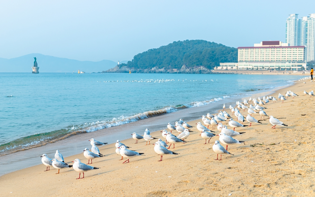 Der Sandstrand von Haeundae Beach, Busan 