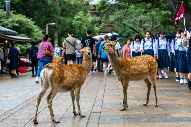 Zahme Hirsche im Nara-Park, Nara 