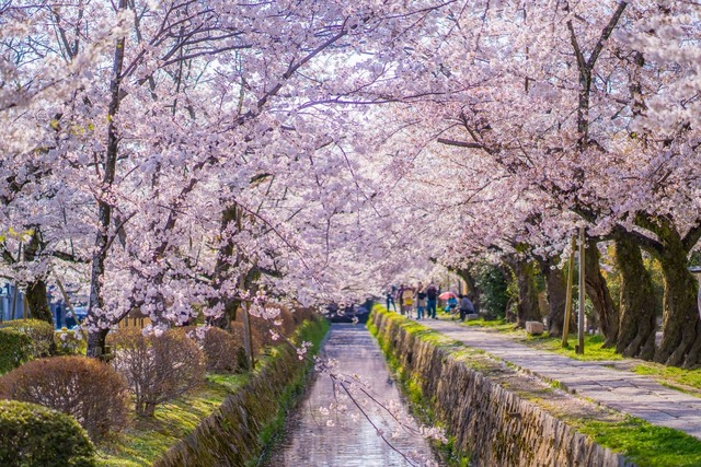 Der Philosophenweg im Frühling, Kyoto