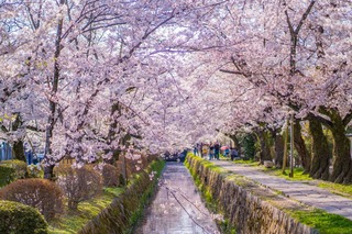 Der Philosophenweg im Frühling, Kyoto