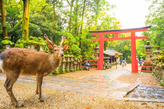 Hirsche im Nara-Park, Nara