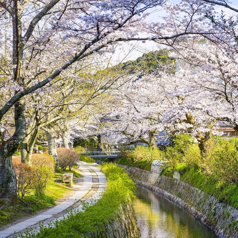 Kyotos Philisophenweg im Frühling
