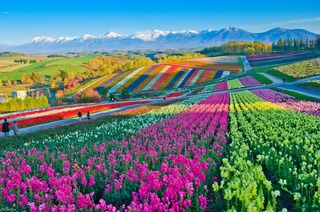 Rollende Blumenhügel in Furano, Hokkaido