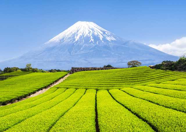 Der Mount Fuji mit grünen Teeplantagen im Vordergrund