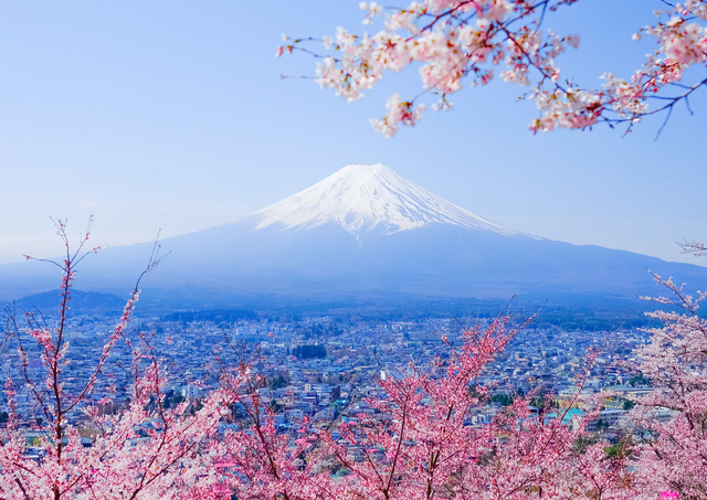 Der Mount Fuji mit Kirschblüten im Frühling