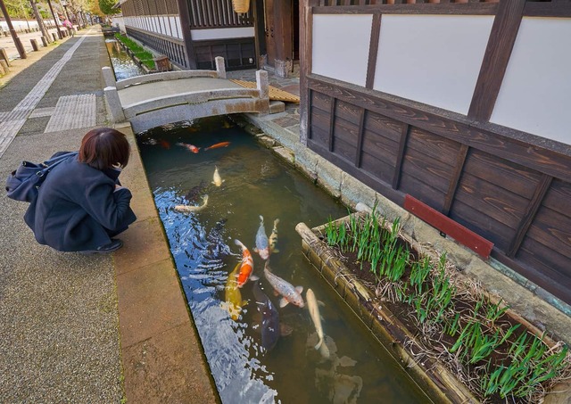 Karpfen in der Tonomachi-Straße, Tsuwano