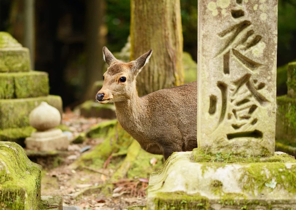 Sikahirsch am Kasugataisha-Schrein , Nara