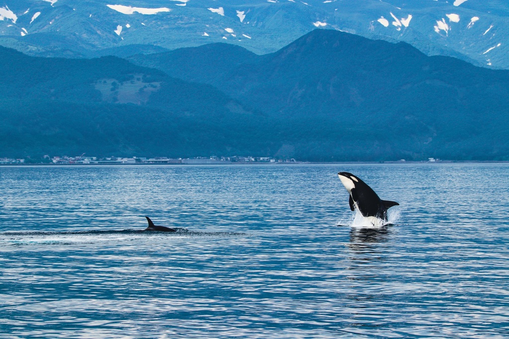 Killerwal, Shiretoko