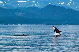 Killerwal, Shiretoko