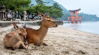 TTzwei Hirsche sitzen an der Küste von Miyajima