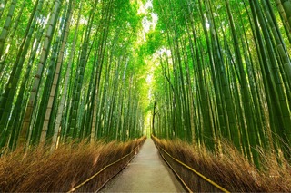 Arashiyama und Sagano - Halbtagesausflug
