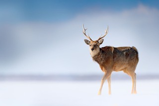 Wilde Hirsche im Shiretoko-Nationalpark