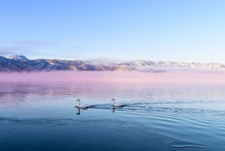 Schwäne auf dem Kussharo-See
