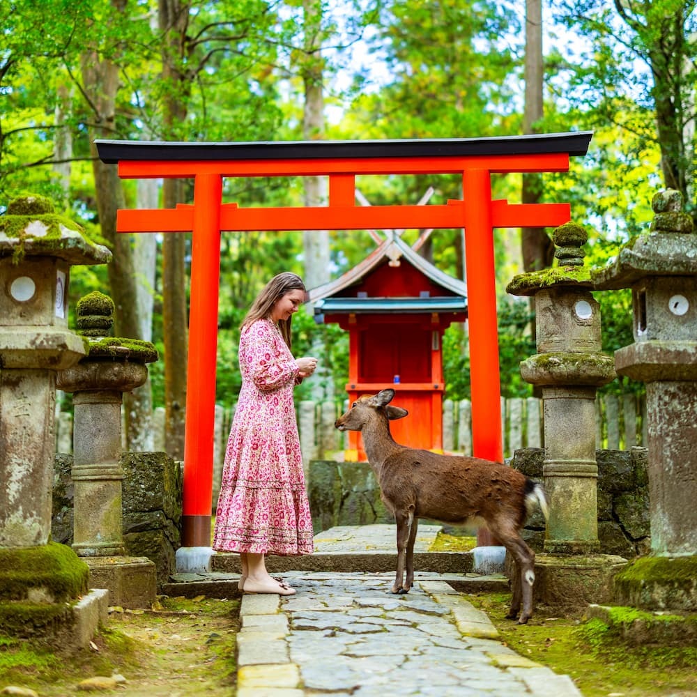 Tourist füttert einen ausgewachsenen Sikahirsch im Nara-Park, Japan, mit einem roten Torii-Tor im Hintergrund