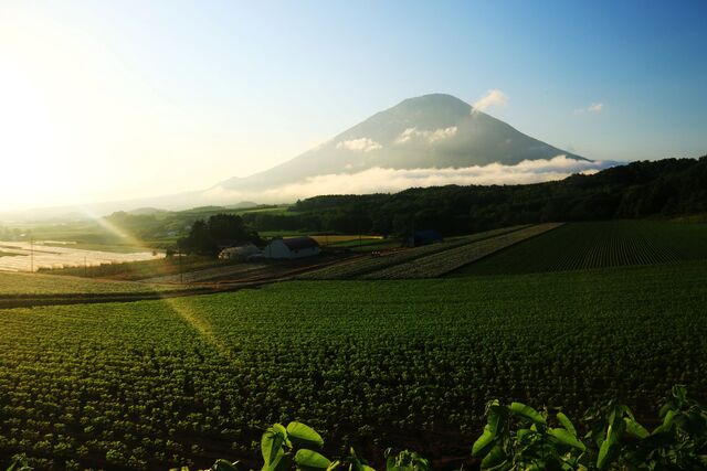 Mt. Yotei im Sommer, Niseko