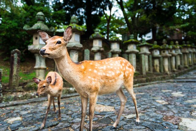 Freilaufende Rehe in Nara