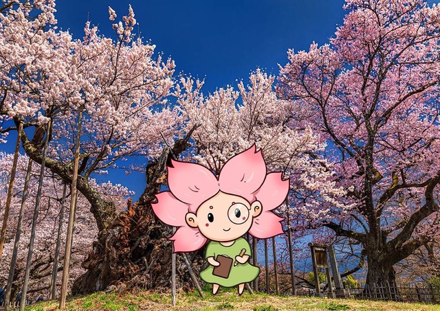 Mono-chan, das Maskottchen von Japanspecialist, vor dem Jindai-Zakura-Kirschbaum in Yamanashi, Japan 